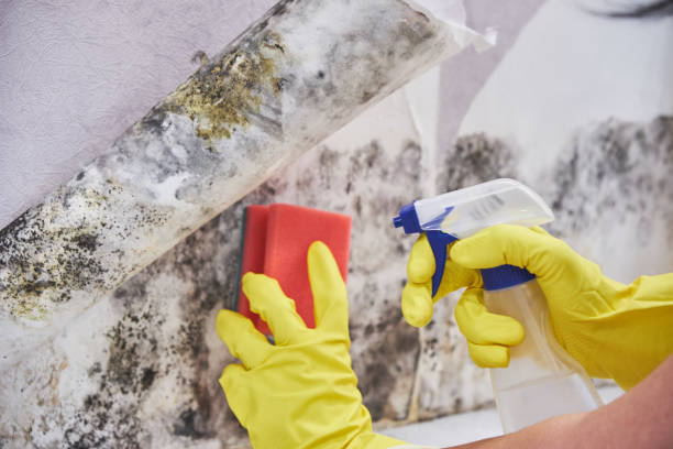 Best Attic Mold Removal  in Clarksburg, WV